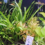 植栽から21日目　チェーンアマゾン